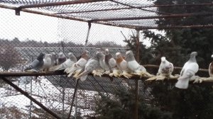 Подготовка голубей к племенному сезону. Профилактика и вакцинация.