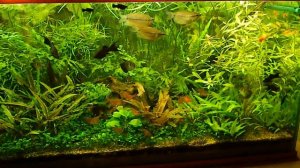 Аквариум 250 литров (без УДО и СО2) -2 часть.