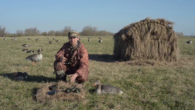 охота на гуся Hunterhelp 2013
