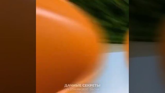 #дачные_секреты #mygarden #советы #garten я в шоке, так тоже можно? смотреть онлайн