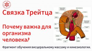 Связка Трейтца. Почему важна для организма человека? Фрагмент обучения