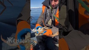 Крабалка на Камчатке.  Май 2024