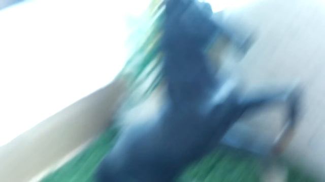 Полная перестановка конюшни Шляйх смотреть онлайн