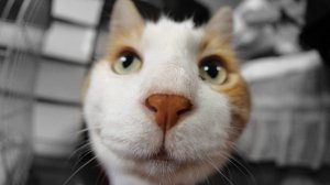 КОТЫ И КОШКИ #1