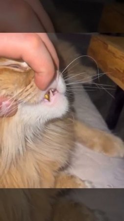 Котоцыган)))