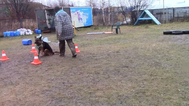 Синькова Ольга и Арго Предновогодние старты в "Нике" 06.12.15 смотреть онлайн