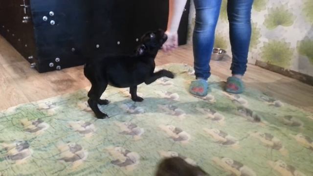 Шангри смотреть онлайн