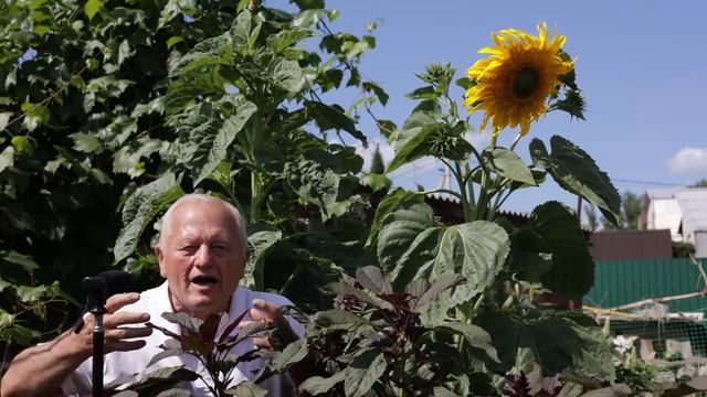 Секреты минералки и органики, кормить через корень или лист? Я через трихомы, слушайте почему. смотреть онлайн