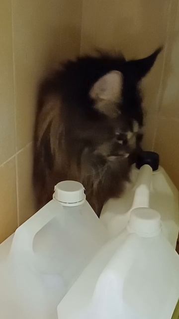страх воды кота я Севы #сева #животные #котик #мейнкун #котики #кот #смешное #котопозитив #мой_кот