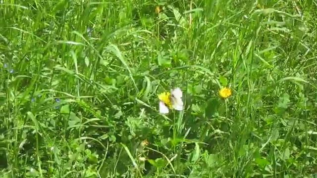 Бабочки на цветке смотреть онлайн