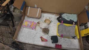 Коробка 📦 ХрупСтик у морских свинок Улли и Пулли