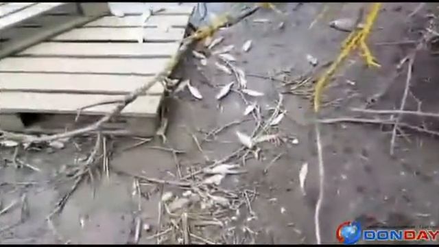 Фабрика Мишкино. смотреть онлайн