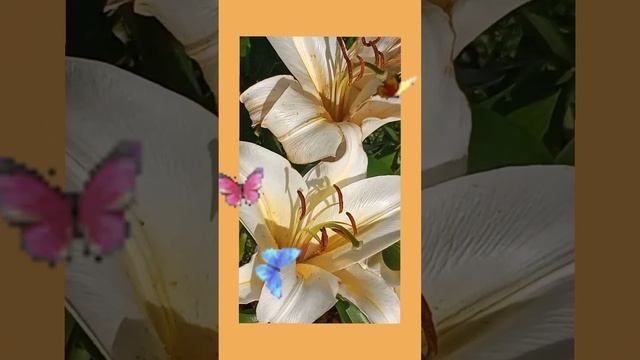 ДОБРОЕ УТРО! 🌸 ХОРОШЕГО ДНЯ! #shorts #открытки #пожелания #доброеутро смотреть онлайн