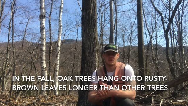 Learn to Identify Northern Red Oak смотреть онлайн