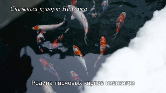 【русский】Promotion Movie of "Snow Resort Niigata"（ロシア語　総合編）