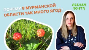 Почему в Мурманской области так много ягод? Лесная почта Лапландского заповедника