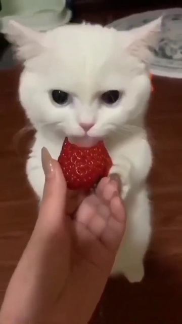 Cute Cats Video #cat #cats #catlover #catslover