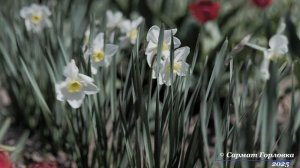 Немного весны 2025