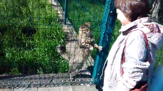 Теберда-Домбай 2017 г(5) смотреть онлайн