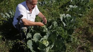 Поле без пахоты, картофель, морковь, капуста, свекла. Регенеративное земледелие по Г. Распопову.