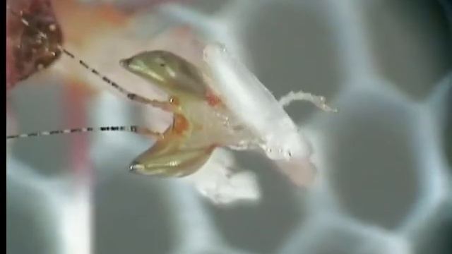 Hymenopus coronatus au stade L2 смотреть онлайн