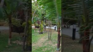 Deevana Patong Resort & Spa  (Пхукет)