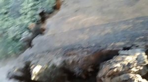 Огромные пни от секвои высотой выше человеческого роста.