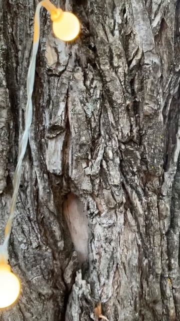 Романтика деревенских будней. С палаткой на велосипедах. Чай, костер, закат над рекой смотреть онлайн