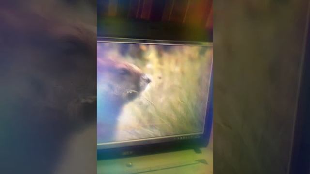 15 июня 2018 г. смотреть онлайн