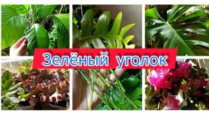 Суккуленты, эпифитные кактусы и влаголюбивые Ароидные. Обзор моего зеленого уголка (ноябрь 2023)