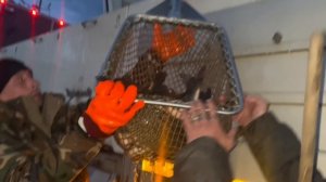 Привоз карпа на основной водоем