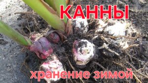 Цветы КАННЫ. Как хранить зимой.