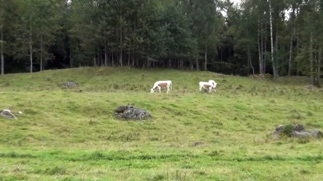 Koveron perinnepäivät 30.8.2014 Finnish countryside Финский хутор смотреть онлайн