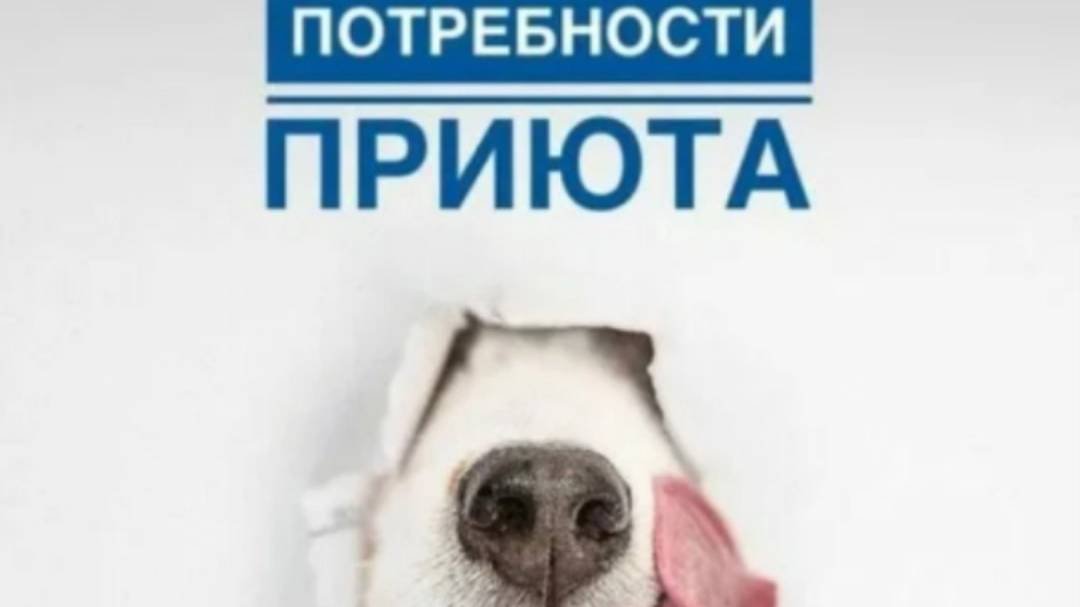 Потребности нашего приюта