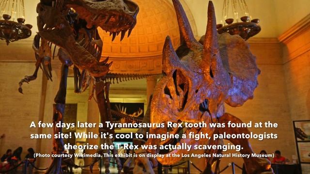 Timelapses of 3D Printing a Triceratops and T-Rex Skull смотреть онлайн