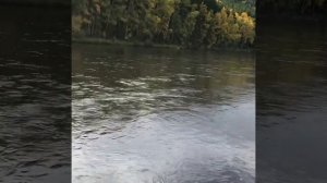 Рыбалка на реке турка!! 19 сентября 2018 г.