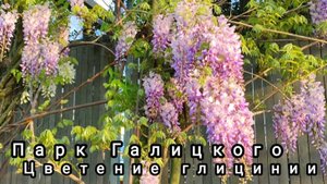 🌿Парк Галицкого. Цветение глицинии🌿