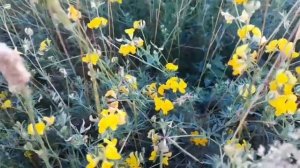 ЛЮЦЕРНА ЖЁЛТАЯ, или СЕРПОВИДНАЯ. Люцерна лечит Человека! Из серии "ЛЕЧЕБНЫЕ ЖЁЛТЫЕ ТРАВЫ".