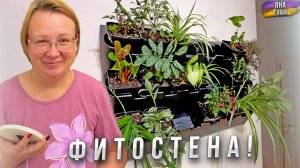 У нас теперь есть ФИТОСТЕНА! А вы знаете, что это такое? Обновления в доме!