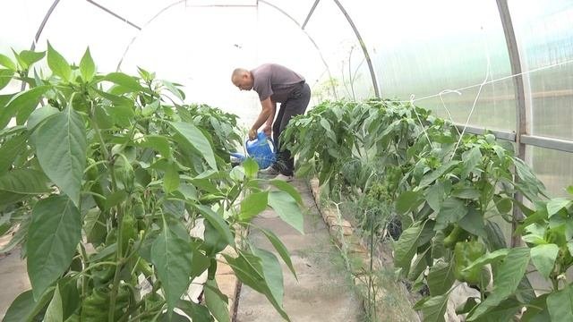Дачные советы Галины Старосельцевой Июнь 27-2024