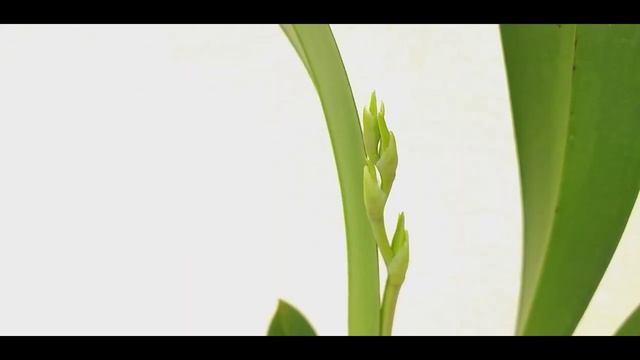 ОРХО-ЦВЕТЕНИЕ июля: ВПЕРВЫЕ в моей жизни... смотреть онлайн