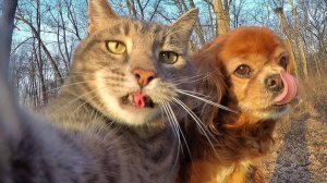 Смешные пушистики! Смешные Моменты с Животными. Приколы с Домашними Питомцами!