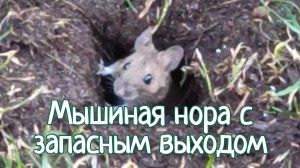 Мышиная нора с запасным выходом