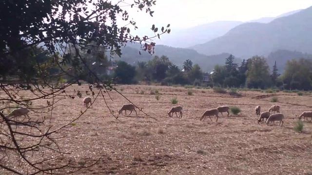 Овцы в Текирова смотреть онлайн