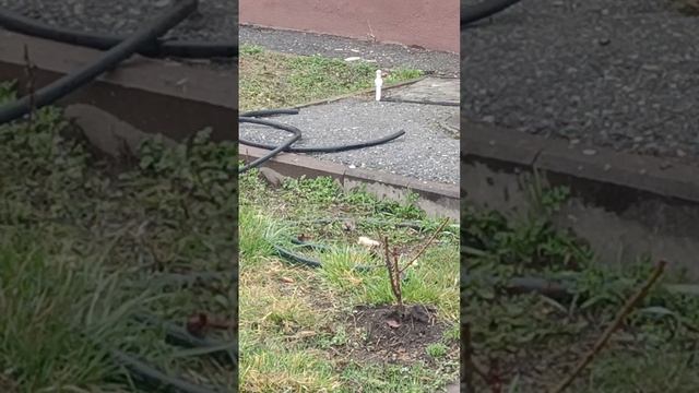 1000323654.mp4. НАЛЬЧИК
 март 2024. Прогулки по окрестностям