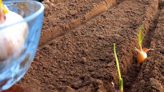 🌱Таблички для грядок и запечённая рыбка / Plates for beds and baked fish🌱