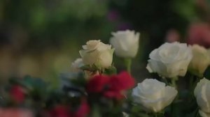 Лучший выбор на свете 34 серия (русская озвучка) дорама Best Choice Ever, Сюй Кай и Ян Цзы