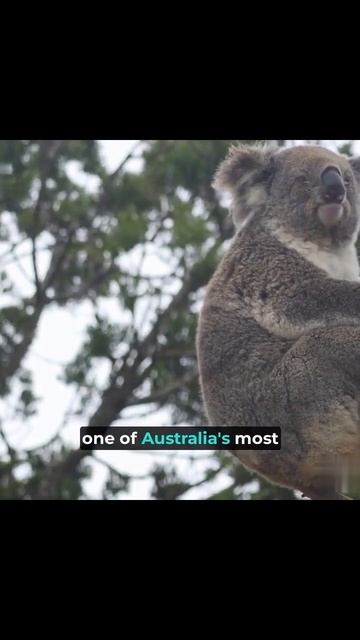 Koalas: The Gentle Giants of the Forest #shortsvideo #shortvideo #shorts #short #shortsfeed #shots смотреть онлайн