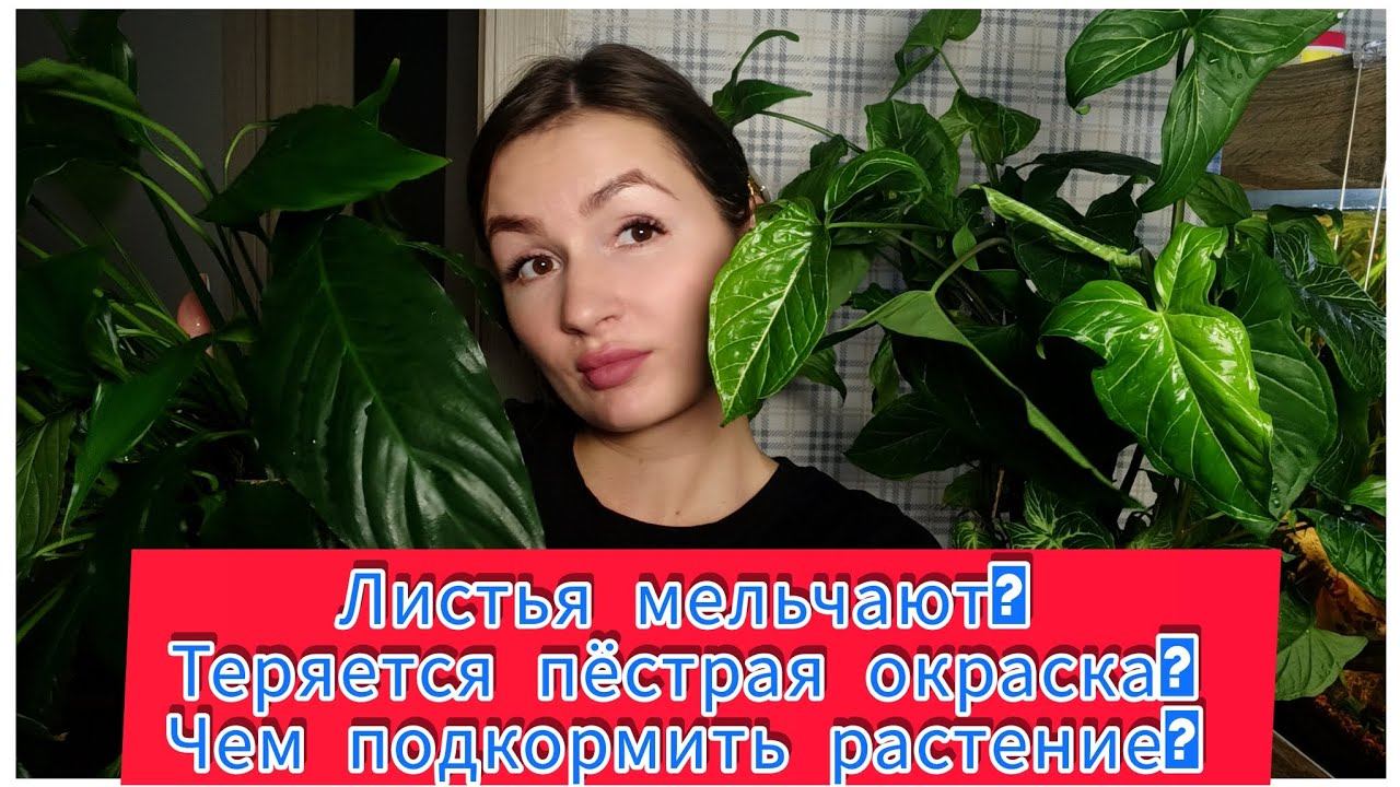 Новые листья растут мелкими, а пестролистные растения бледнеют. Что делать?