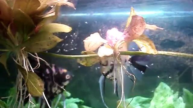 скалярии охраняют свое потомство смотреть онлайн